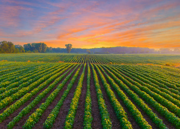 Healthy young soybean crop in field at dawn, with stunning sky.